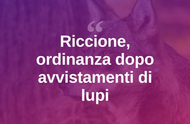 Riccione, ordinanza contro i lupi dopo nuovi avvistamenti