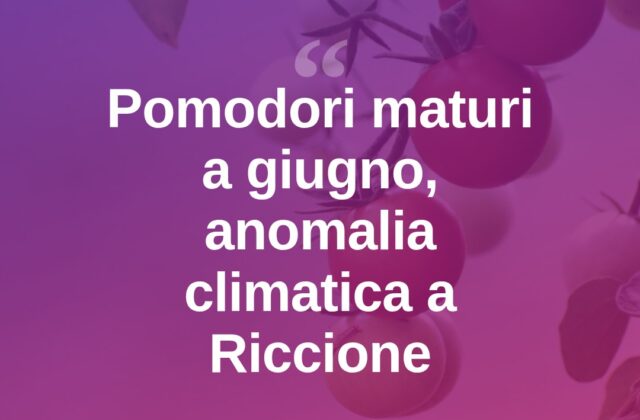 Riccione, pomodori già maturi a giugno: “Mai visto in 75 anni”