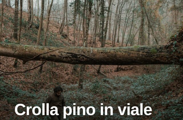 Crolla un pino in viale Ceccarini, riaperti strada e sottopasso