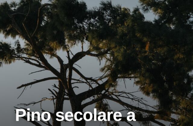 Rimini, pino secolare a rischio crollo: rimosso l’albero