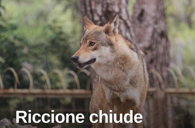 Lupo avvistato a Riccione, tre parchi chiusi per sicurezza