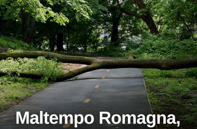Maltempo in Romagna, Rimini sfiorata: albero cade in via Tripoli
