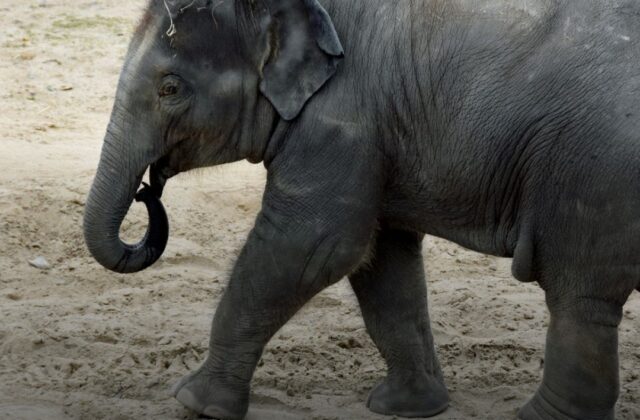 «Il vitellino torni a Tuttozoo, è un simbolo di Rimini»