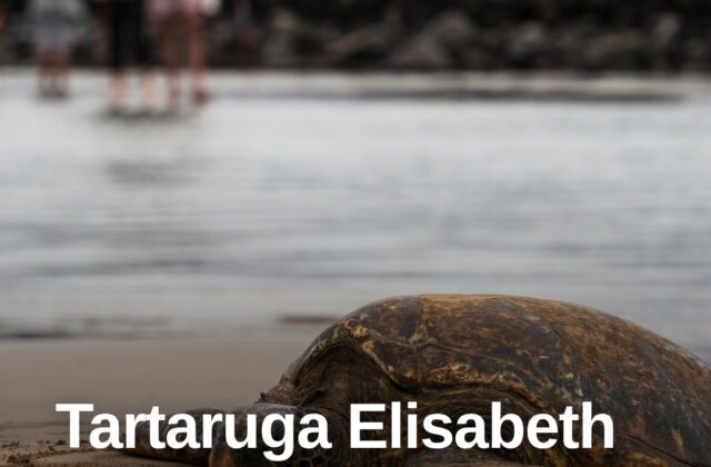 Elisabeth torna libera: la tartaruga salvata dai rifiuti riparte per il mare