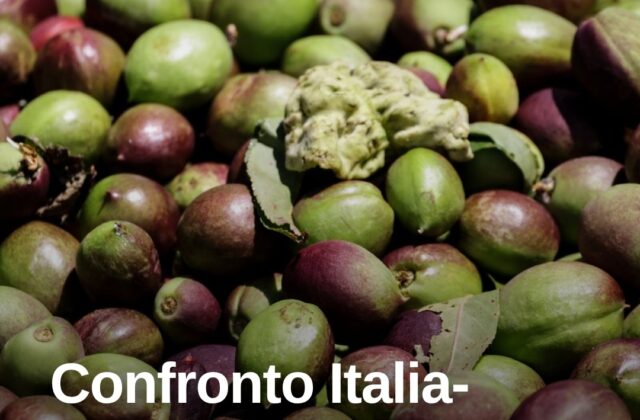 Rimini ospita il confronto Italia-Spagna sul futuro dell’olio