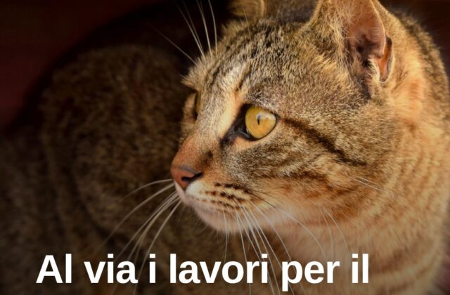 Rimini, lunedì al via i lavori per il nuovo gattile comunale