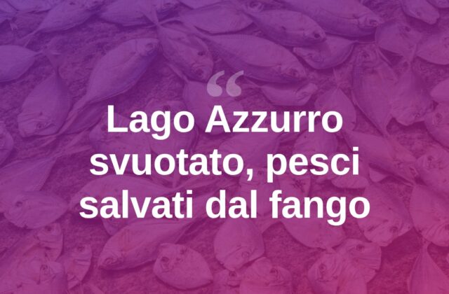 Lago Azzurro svuotato: salvati i pesci rimasti nel fango