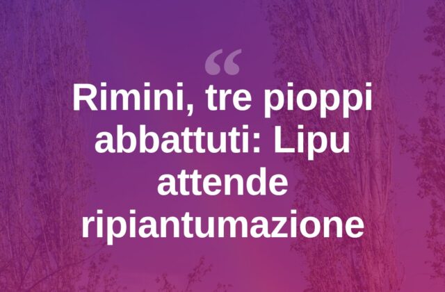 Rimini, abbattuti tre pioppi in viale Adria: Lipu attende ripiantumazione