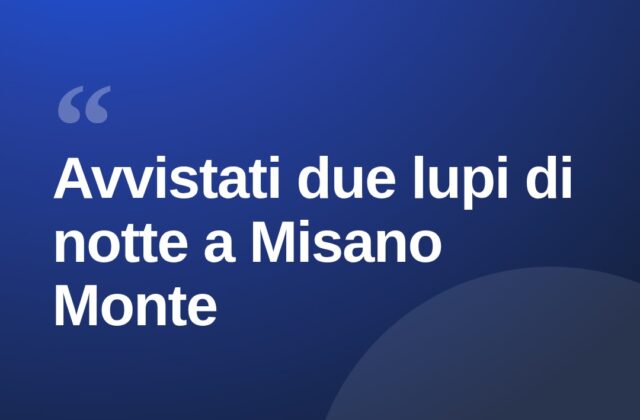 Due lupi avvistati di notte a Misano Monte