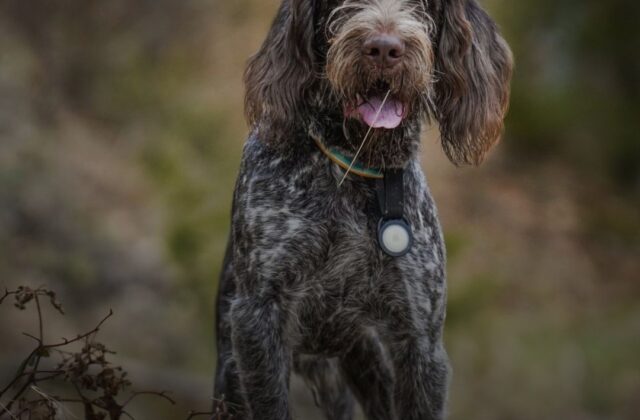 Rimini, domenica la sfida dei cani tartufai alla Fiera del Tartufo