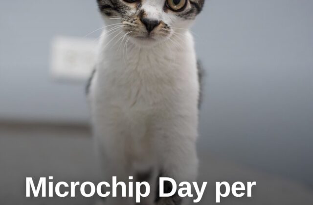 Poggio Torriana, torna il “Microchip Day” per i gatti