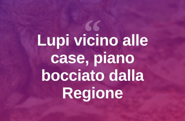 Lupi vicino alle case nel riminese, allarme FdI: piano bocciato