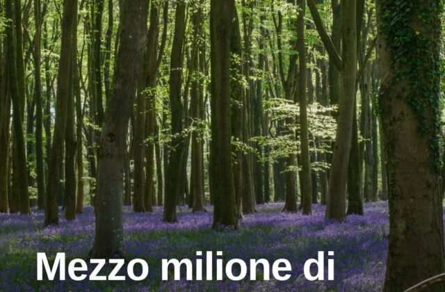Inghilterra, un piano da 500mila alberi contro siccità e alluvioni