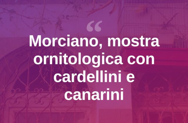 Morciano, tornano Fringillia e Ibridia con cardellini e canarini