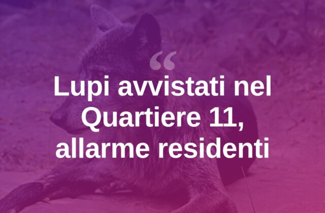 Avvistamenti di lupi nel Quartiere 11, il Forum torna all’attacco
