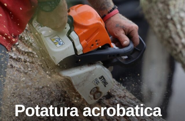 Rimini, potatura acrobatica per il platano storico di piazza Malatesta