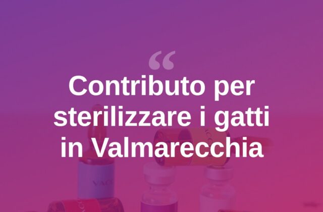Valmarecchia, contributo per sterilizzare i gatti randagi