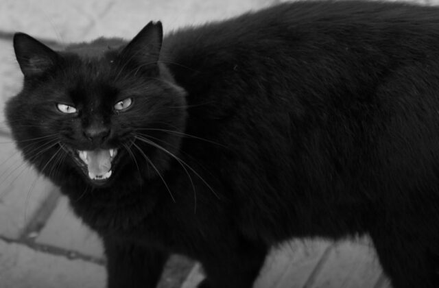 Rimini, allarme killer di gatti: trovata una testa mozzata