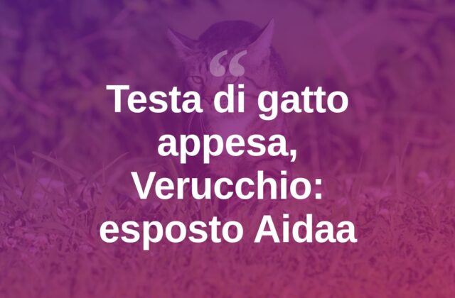 Verucchio, testa di gatto appesa a un gancio: esposto di Aidaa