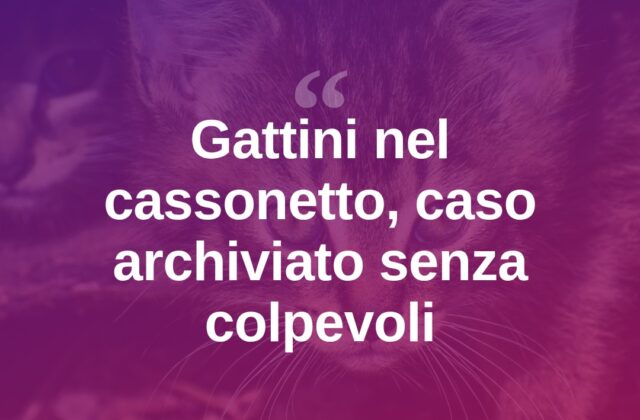 Gattini abbandonati nel cassonetto: caso archiviato, nessun colpevole